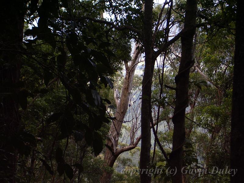 Forest, view to Numinbah Vallery, Binna Burra IMGP1574.JPG